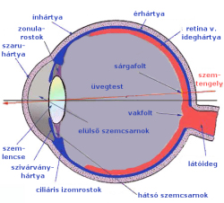 Szem - a látás szerve