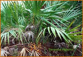 saw palmetto