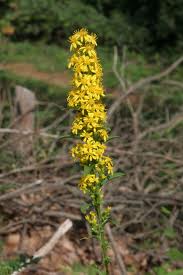 A Solidago virga aurea növény föld feletti része