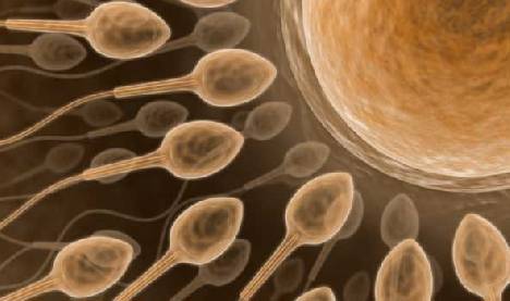 Hímivarsejtek a spermiumban
