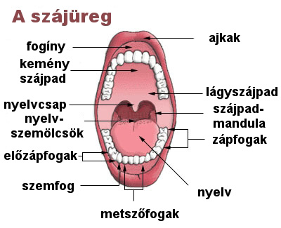 A szájüreg részei