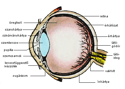 Érhártya elhelyezkedése a szemben