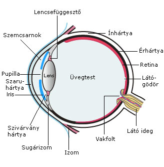 Az emberi szem felépítése