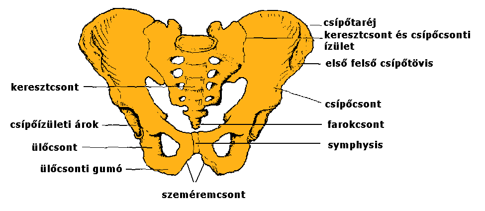 Szeméremcsont