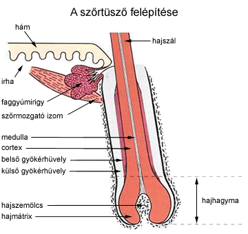 A szőrtüsző felépítése