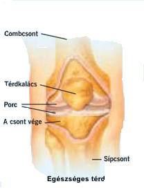 Térd - a comb és a lábszár közötti ízület