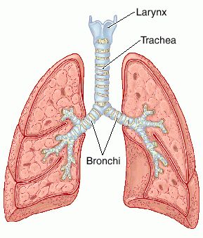 Trachea