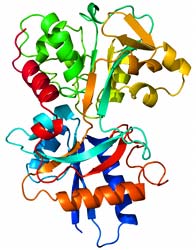 transzferrin