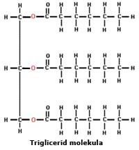 Triglicerid