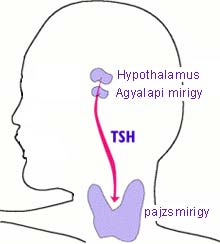 TSH - thyreoid stimuláló hormon