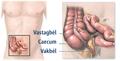 Vakbél helye a bélrendszerben