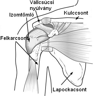 A váll felépítése