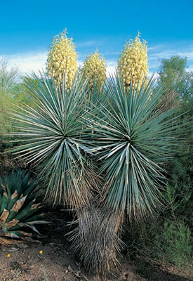 Kék yucca, azaz Yucca rigida a mexikói sivatagban